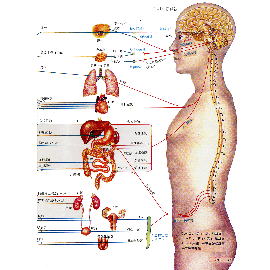 [Anatomy] (Sympathetic and Parasympathetic Nervous System) ([Anatomie] (sympathique et parasympathique du système nerveux))