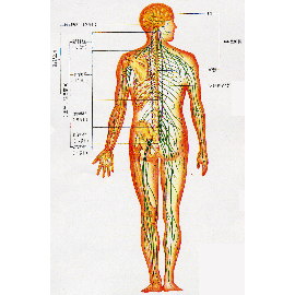 [Anatomy] A Neuron ([Anatomy] A Neuron)