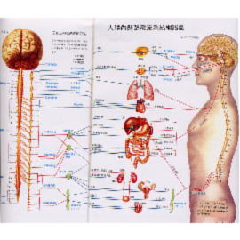 [Anatomy] (Sympathetic and Parasympathetic Nervous System) ([Anatomie] (sympathique et parasympathique du système nerveux))