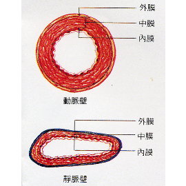 The Blood Circulation (The Blood Circulation)