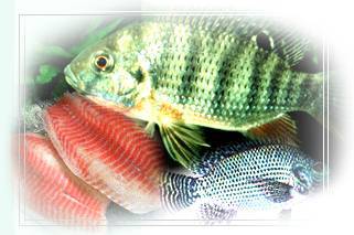 Aquaculture, Frozen Fish, Tilapia, Grouper,Cobia, Mariculture, Sea Cage (Aquaculture, Frozen Fish, Tilapia, Grouper,Cobia, Mariculture, Sea Cage)