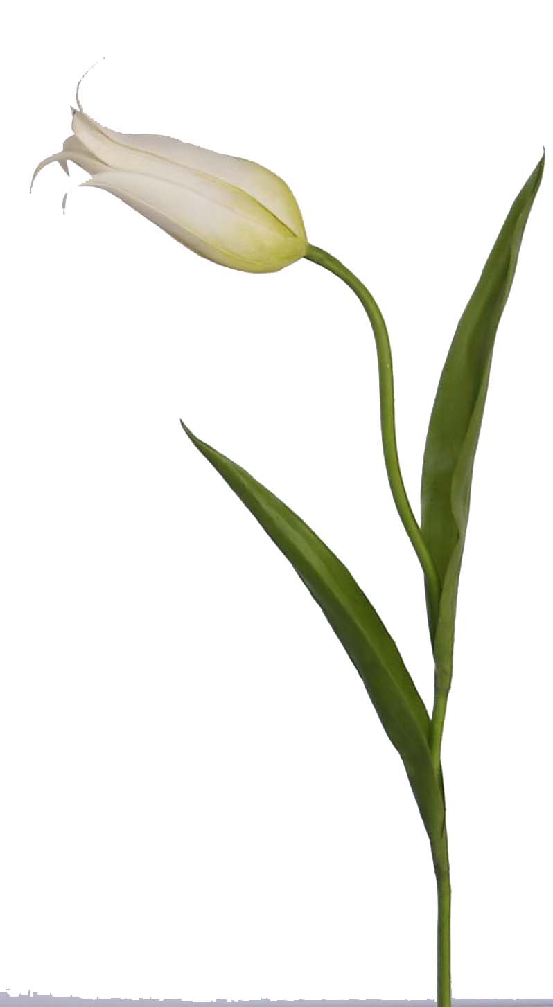 Tulip Spray- 23`` (Tulip Spray- 23``)