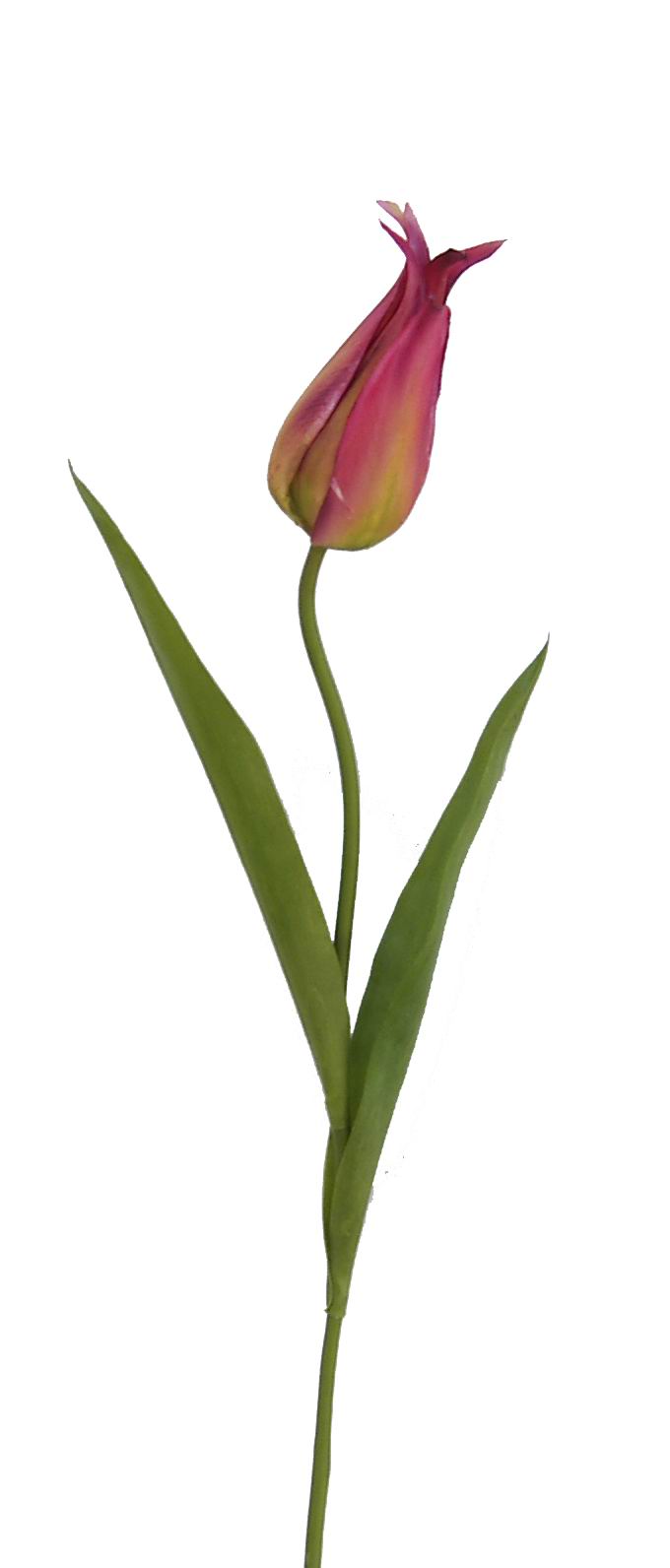 Tulip Spray- 23`` (Tulip Spray- 23``)