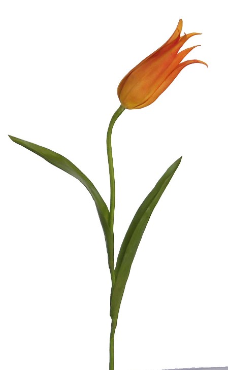 Tulip Spray-23`` (Tulip Spray-23``)