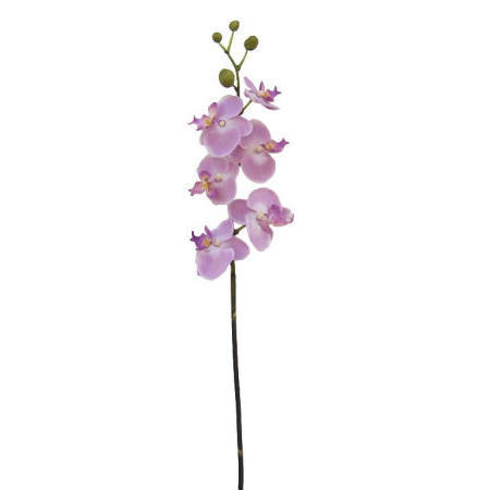 Phalaenopsis Spray-32`` (Phalaenopsis Spray-32``)