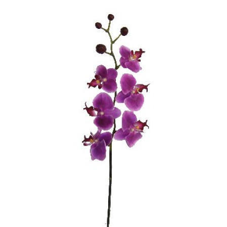 Phalaenopsis Spray-32`` (Phalaenopsis Spray-32``)