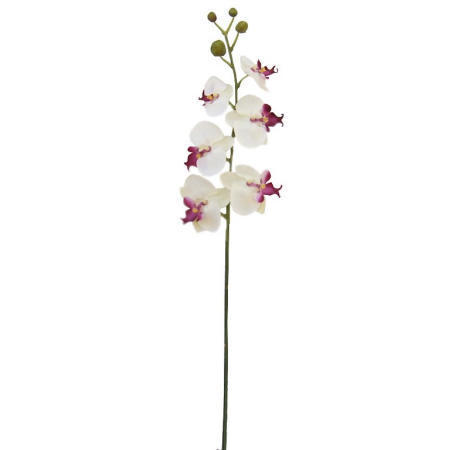 Phalaenopsis Spray-32`` (Phalaenopsis Spray-32``)