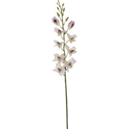 Dendrobium Spray- 38`` (Dendrobium Spray- 38``)