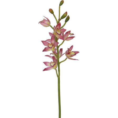 Cymbidium Spray-32`` (Cymbidium Spray-32``)