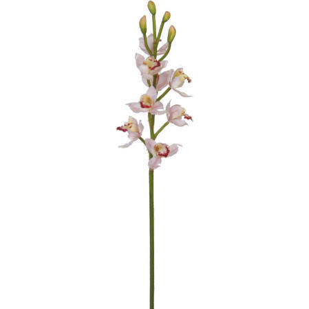 Cymbidium Spray-32`` (Cymbidium Spray-32``)