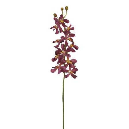 Vanda Lamellatau Spray-24`` (Ванда Lamellatau Spray 4``)