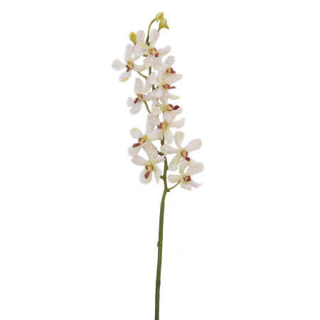 Vanda Lamellatau Spray-24`` (Ванда Lamellatau Spray 4``)