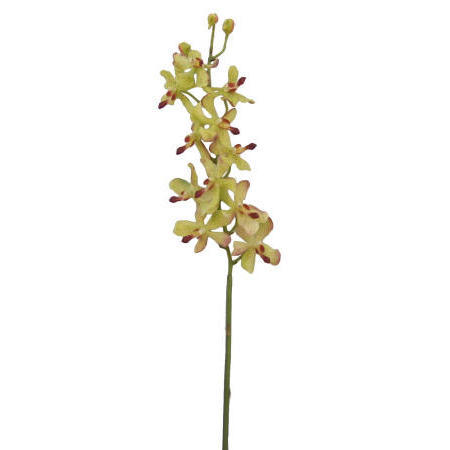 Vanda Lamellatau Spray-24`` (Ванда Lamellatau Spray 4``)