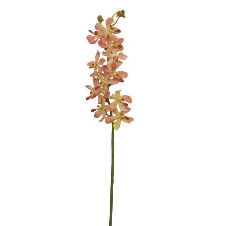 Vanda Lamellatau Spray-24`` (Ванда Lamellatau Spray 4``)