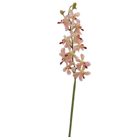 Vanda Lamellatau Spray-24`` (Ванда Lamellatau Spray 4``)