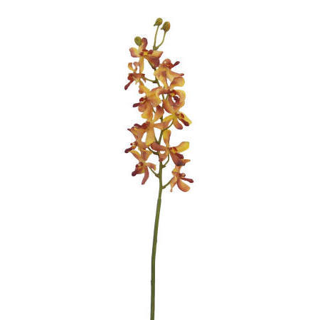 Vanda Lamellatau Spray-24`` (Vanda Lamellatau Spray-24``)