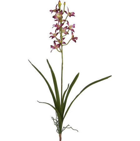 Cymbidium Plant-25`` (Cymbidium Plant-25``)