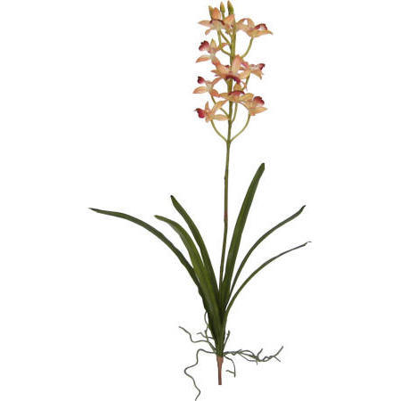 Cymbidium Plant-25`` (Cymbidium растительно 5``)