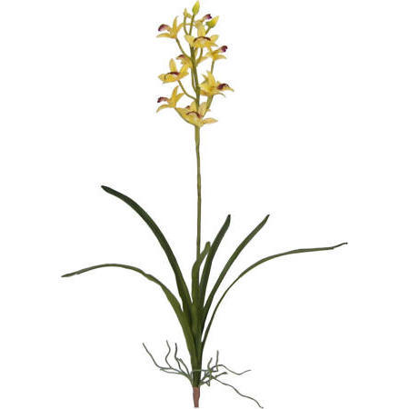 Cymbidium Plant-25`` (Cymbidium растительно 5``)