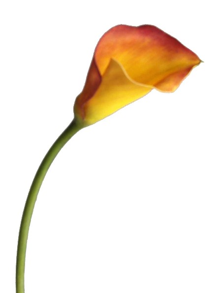 Calla Lily Spray- 16`` (Calla Lily Spray 6``)