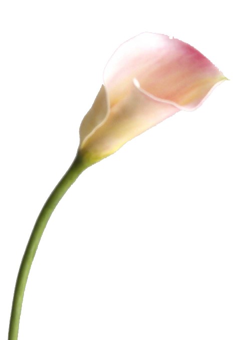 Calla Lily Spray- 16`` (Calla Lily Spray-16``)