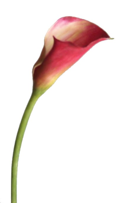 Calla Lily Spray- 16`` (Calla Lily Spray-16``)