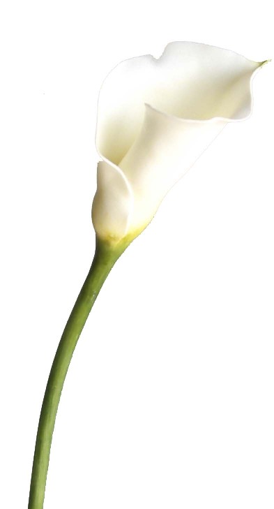 Calla Lily Spray- 16``