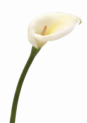 Calla Lily Spray- 29`` (Calla Lily Spray-29``)