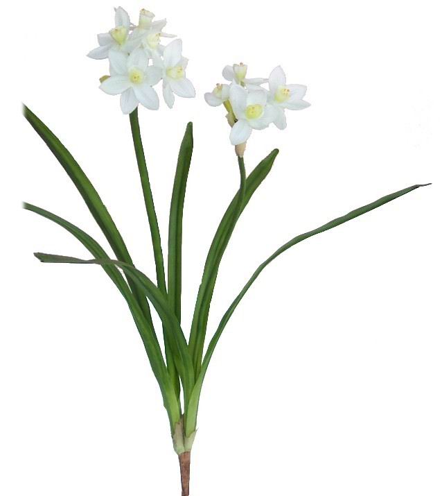 Narcissus Spray- 19`` (Narcisse Spray-19``)