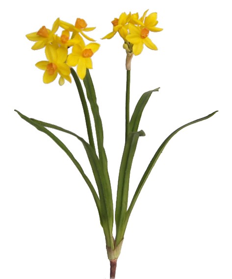 Narcissus Spray- 19`` (Narcisse Spray-19``)