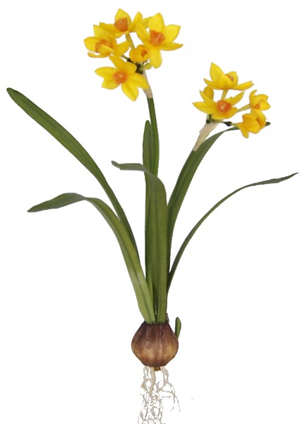 Narcissus Plant- 17`` (Narcisse Plant-17``)