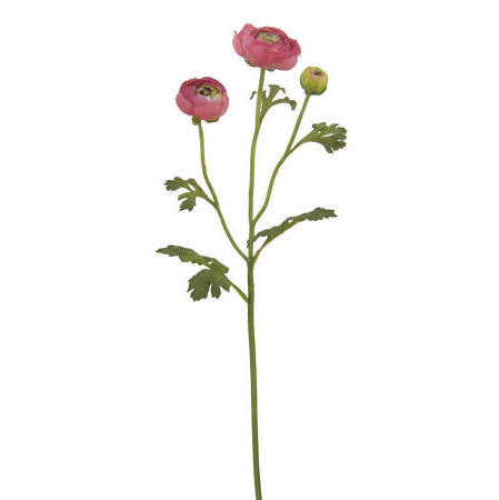 Ranunculus Spray-29`` (Ranunculus Spray-29``)