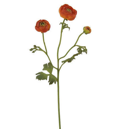 Ranunculus Spray-29`` (Ranunculus Spray-29``)