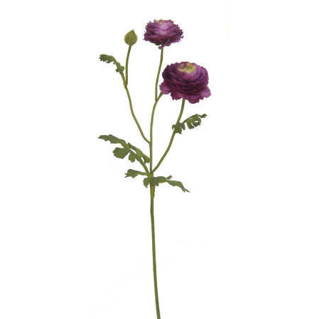 Ranunculus Spray-26`` (Ranunculus Spray-26``)