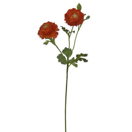 Ranunculus Spray-26`` (Ranunculus Spray-26``)