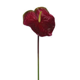 Anthurium-24`` (Anthurium-24``)