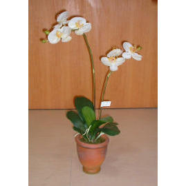 28``H POTTED PHALAENOPSIS (28``H горшках Phalaenopsis)