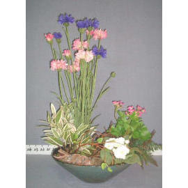 21``H POTTED CORNFLOWER (21``H EMPOTE BLEUET)