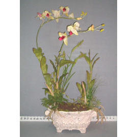 32``H POTTED DENDROBIUM (32``H Zimmerpflanzen DENDROBIUM)