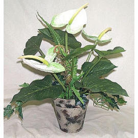 POTTED ANTHURIUM (POTTED ANTHURIUM)