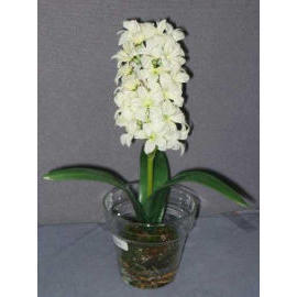 11``H POTTED HYACINTH