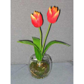 10``H POTTED TULIP (10``H eingetopften Tulpe)