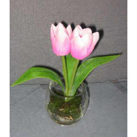 7`` POTTED TULIP (7``горшках TULIP)