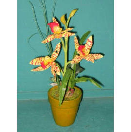 9``H POTTED MINI CYBIDIUM (9``H горшках MINI CYBIDIUM)