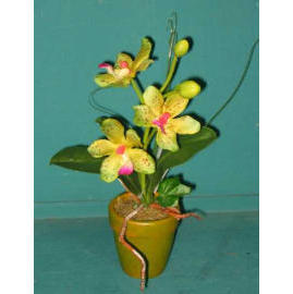 9``H Zimmerpflanzen MINI ORCHID (9``H Zimmerpflanzen MINI ORCHID)