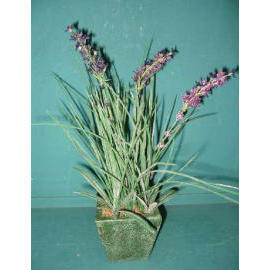 12``H POTTED LAVENDER