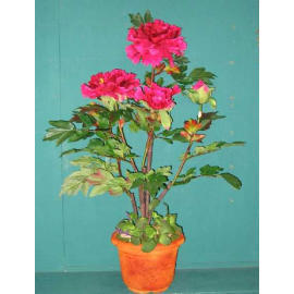 34``H PEONY IN POT (34``H PEONY IN POT)