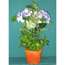 26``H HYDRANGEA IN POT (26``H HYDRANGEA IN POT)