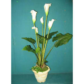 32``H CALLA LILY IN POT (32``H CALLA IN POT)