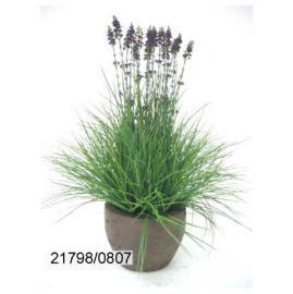 POTTED FLOWER LAVENDER (Комнатные ЦВЕТОК LAVENDER)